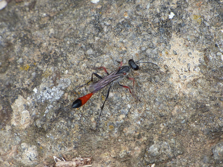 Ammophila sabulosa, Wasp, konstig insekt, röd-banded sanden geting