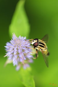 macro, bug-ul, natura, până aproape, galben, floare, viespe