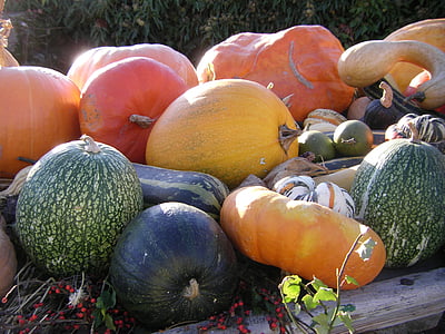 ação de Graças, Outono, abóbora, produtos hortícolas, colorido, abóboras, comida