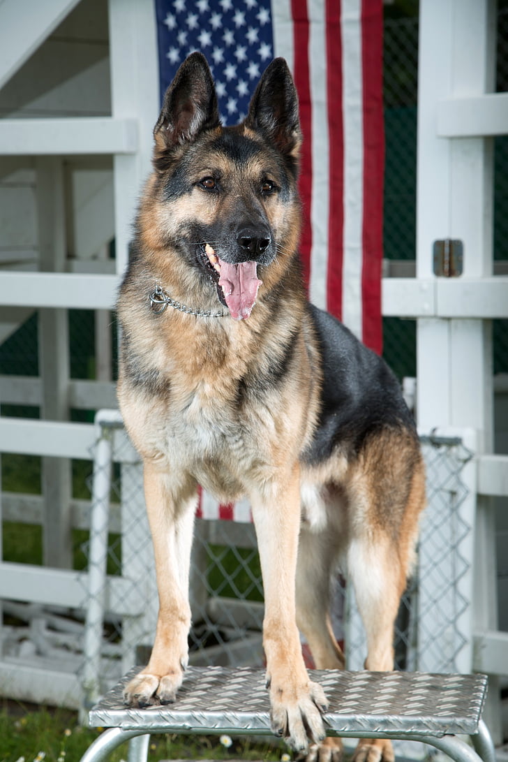 german shepherd, dog, military, canine, portrait, working dog, standing