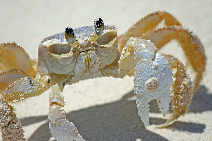 crabe, plage, sable, Bahamas, cancer, animaux de la mer, dossier public
