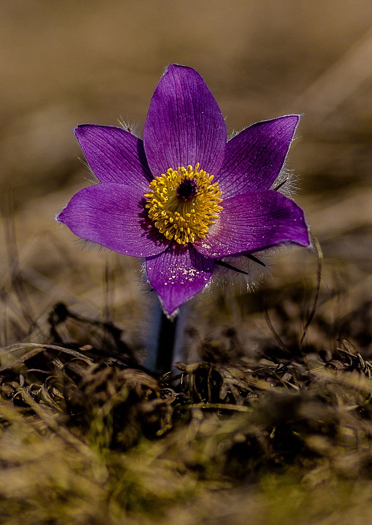 flower, spring, spring flower, purple