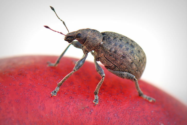 bug, animal, macro, beetle, insect, nature, red