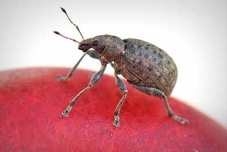 bug, živali, makro, hrošč, insektov, narave, rdeča