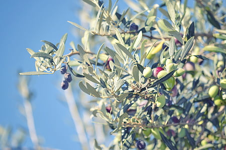 oliven, landbruk, mat, grønn, blå, fokus på forgrunnen, utendørs