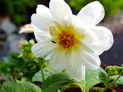 wit, Dahlia, bloem, zomer, plant, natuur