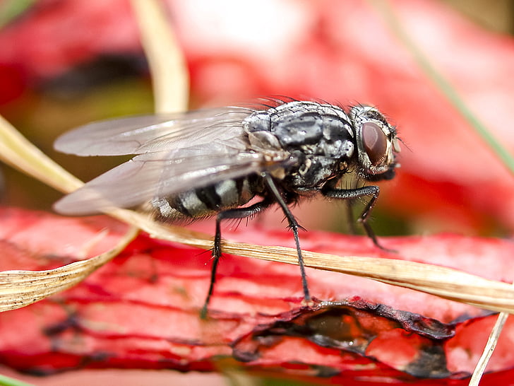 Fly, hmyz, Příroda, zvíře, makro, detail