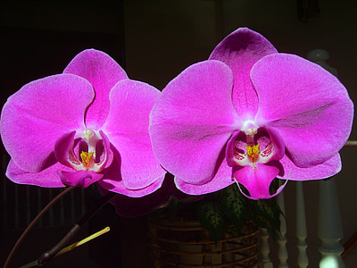 orquídea, Phalaenopsis, amor, amizade, Apaixonar-se, namorados de infância.