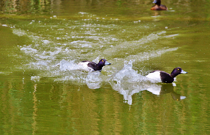 duck, water bird, row pension, duck bird, pond, bird, water