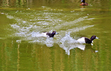 pato, pájaro del agua, pension de fila, aves pato, estanque, pájaro, agua