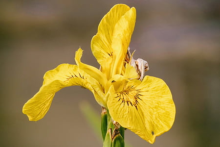 Lily, keltainen, Iris, Bloom, Puutarha, kukka, Blossom