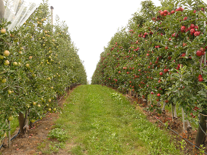 Orchard, buah