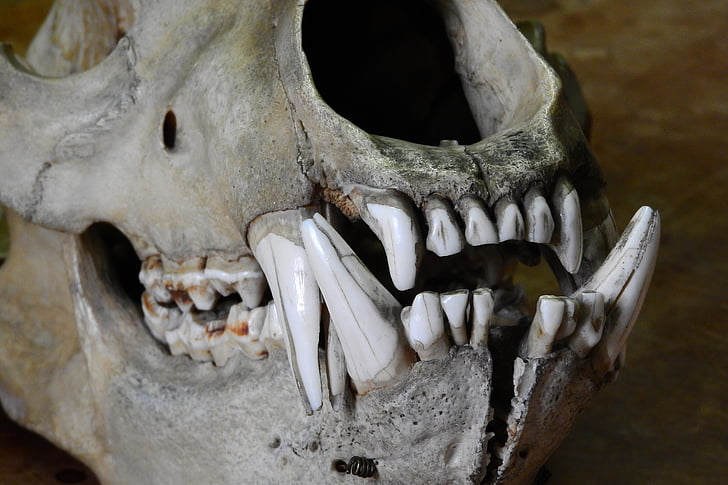 Free photo: bear, ursus, skull, bones, teeth, jaw, animal Skull | Hippopx