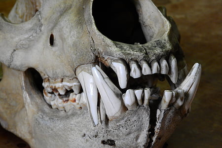 oso de, Ursus, cráneo, huesos, dientes, quijada, cráneo de animal