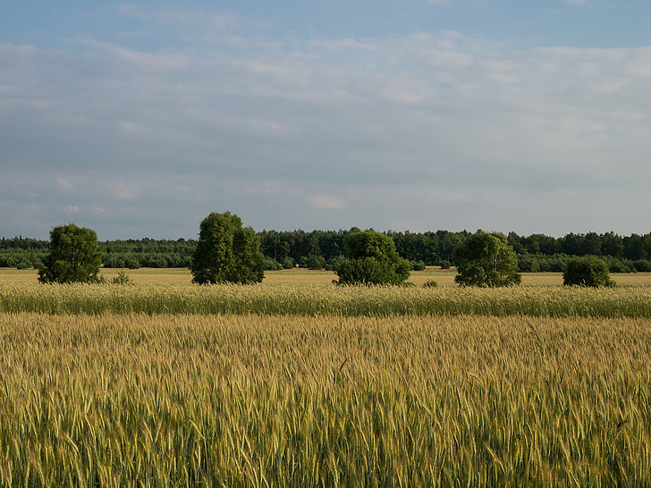 landscape, village, corn, tree in a field, fields, agriculture, field