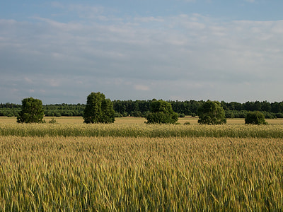 landschap, dorp, maïs, boom in een veld, velden, landbouw, veld