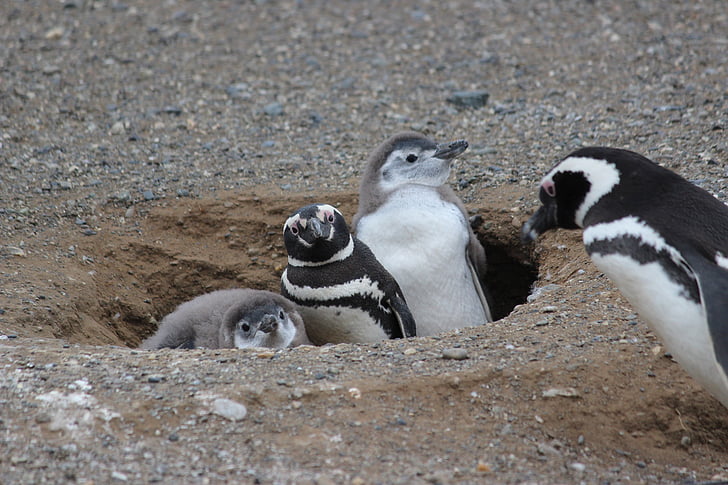 пингвин семейство, пингвин бебе, животните, птица, студено, семейство, лед