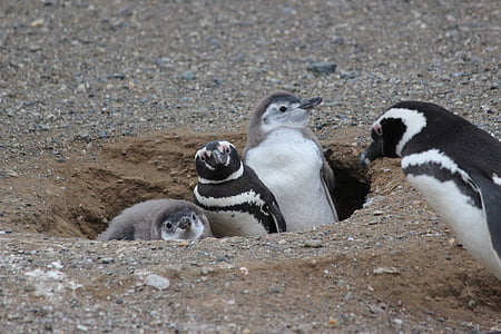 Rodina tučňáků, dítě tučňák, zvíře, pták, chlad, rodina, LED