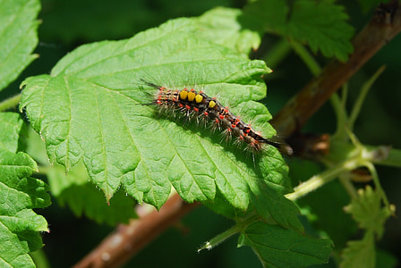 Caterpillar, pelosi, insetto, natura