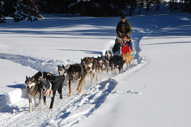 dog sled, continental divide, winter vacation, husky, huskies, sled