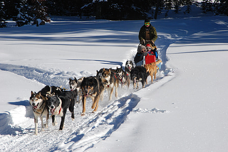 cão de trenó, divisória continental, férias de inverno, Husky, Huskies, trenó