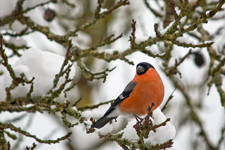 bullfinch mann, fuglen, natur, hage, snø, Vinter, kald temperatur