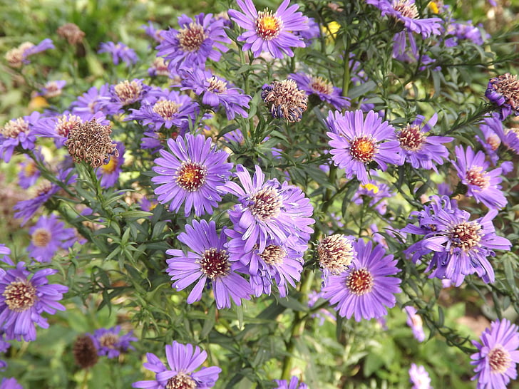 natura, Bloom, viola, fiore, primavera, giardino, estate