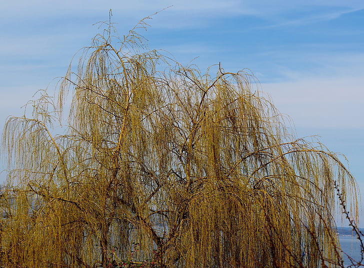 Weeping willow, padang rumput, pohon, emas, musim semi, langit