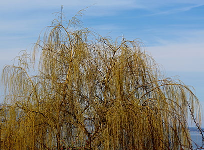 weeping willow, pasture, tree, gold, spring, sky