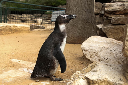 Pingüino de, animal, lindo, Parque zoológico, salvaje, naturaleza, gracioso