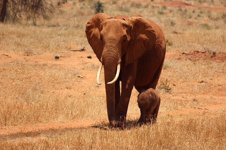 dramblys, kub, Kenija, Tsavo, Safari, Afrika, Laukiniai gyvūnai