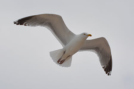 seagull, bird, animal, nature, fly, wings, flying