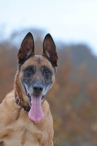 malinois, portrait, autumn, attention, friendly, belgian shepherd dog, male