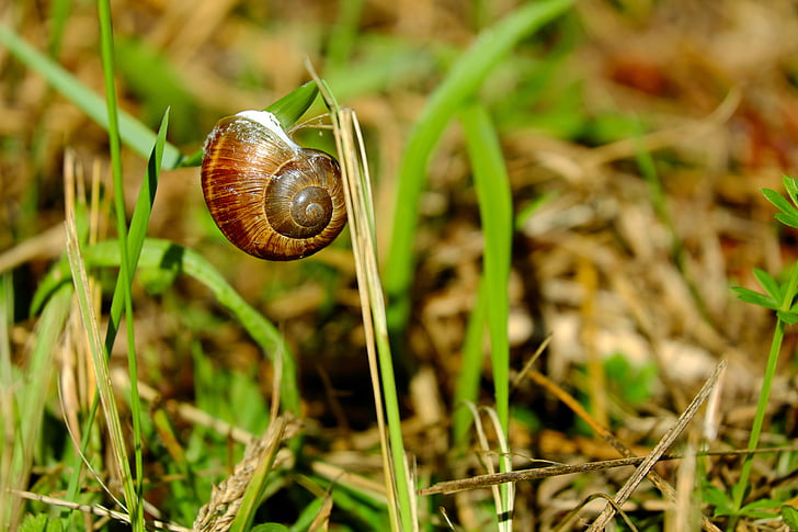 shell, snail, creature, animal, spiral, snail shell, housing