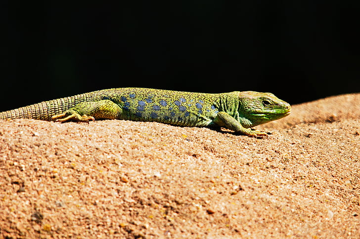 emerald lizard, lizard, animals, nature, reptile, animal, wildlife