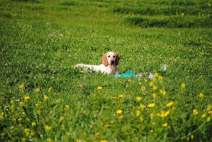 собака в поле, Відпочиваючи собака, собака, ПЕТ, тварини, портрет, Симпатичний