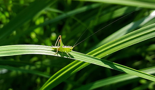 blade of grass, bug, grass, grasshopper, green, insect, nature