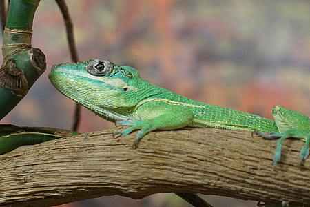 ritteranolis, lizard, schuppenkriechtier, iguana-like, reptile, creature, animal