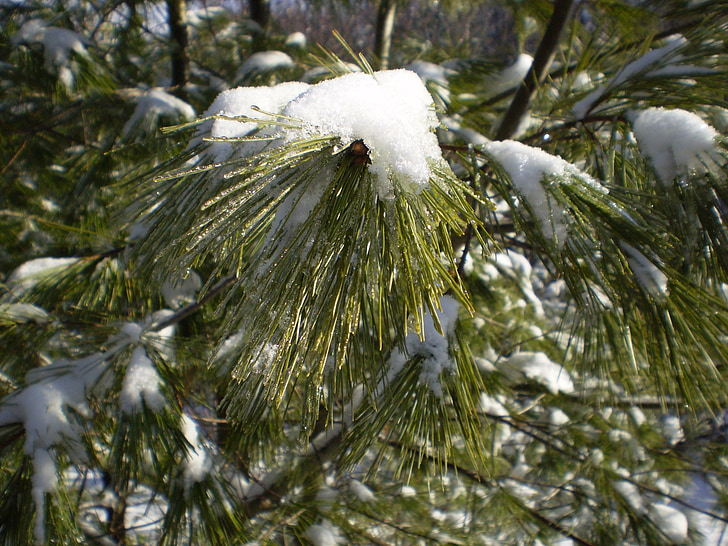взимку, Природа, дерево, сніг, соснові, відділення