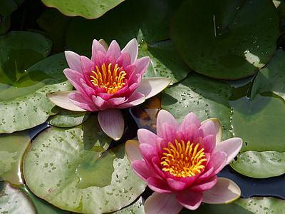 water lilies, water, aquatic plant, blossom, bloom, nuphar, lake rose