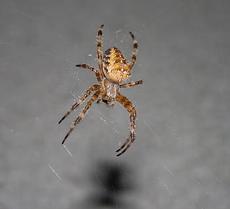 spider, insect, animal, spooky, cobweb, legs, scary