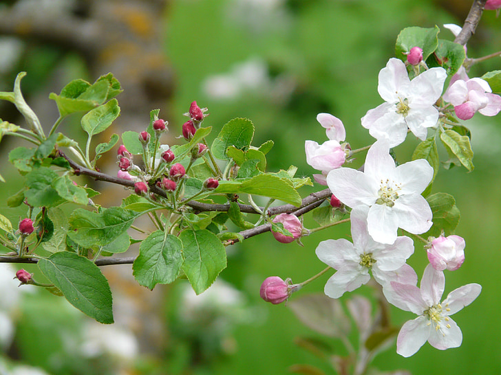 fiori di melo, Bud, Blossom, Bloom, albero di mele, bianco, rosa