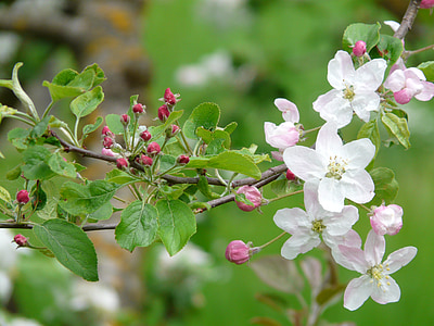 flores de manzana, Bud, flor, floración, árbol de manzana, Blanco, rosa