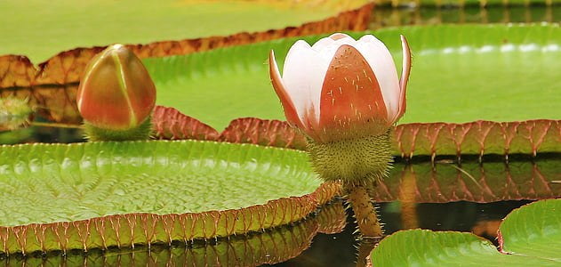 water lily, giant water lily, giant water lily bud, victoria amazonica, amazon giant water lily, flower, blossom