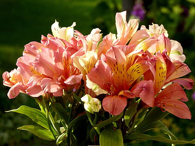 bouquet di fiori, arancio, bianco, chiudere, fotografia di fiori, serra del giardino, fiori recisi