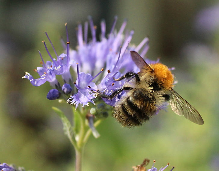 honning, Bee, pollen, insekt, natur, pollinering, blomst