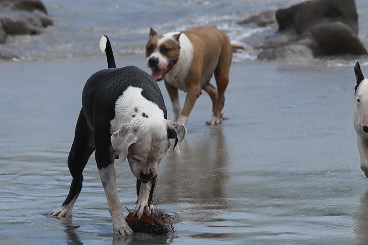 plaža, psi, igre životinja, ljubimac, životinje, igra