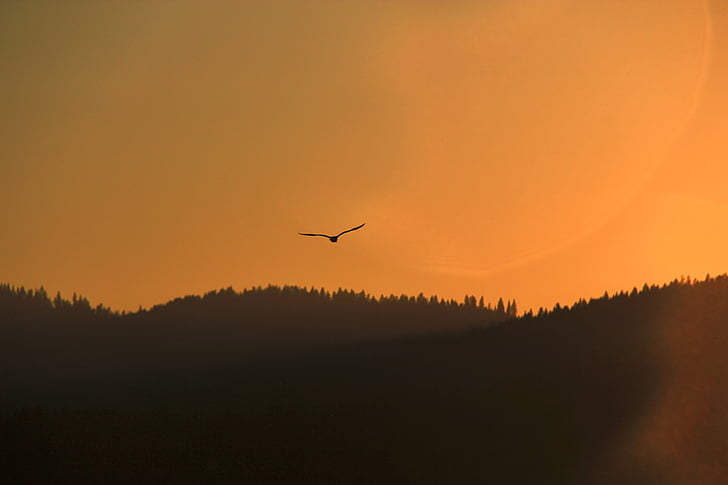 lind, Flying, linnud, mägi, siluetid, Mountain lind, Sunset