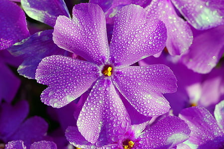 blå, blomst, lille, fem kronblade, Geranium, haven, baggrunden