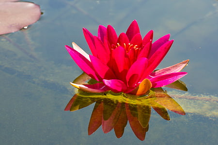 water lily, aquatic plant, blossom, bloom, pond, lake rose, purple